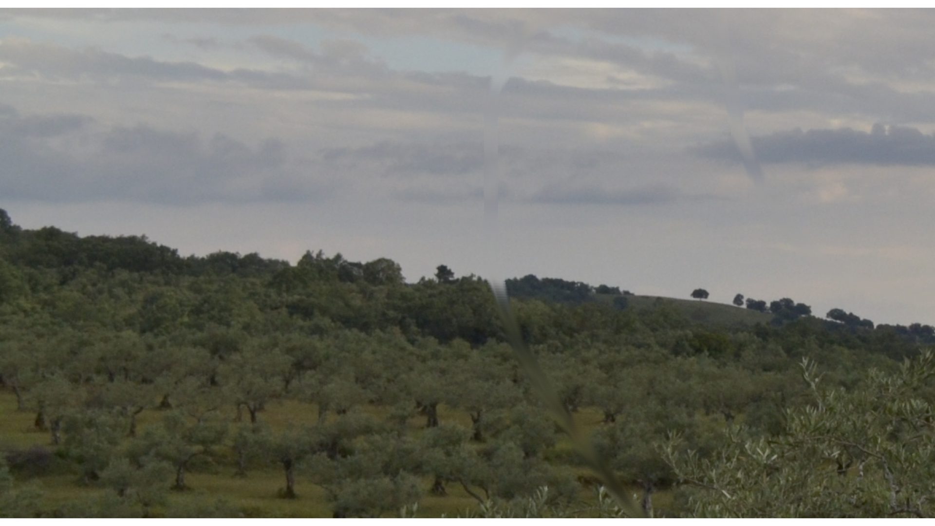 Aceitunas Torres